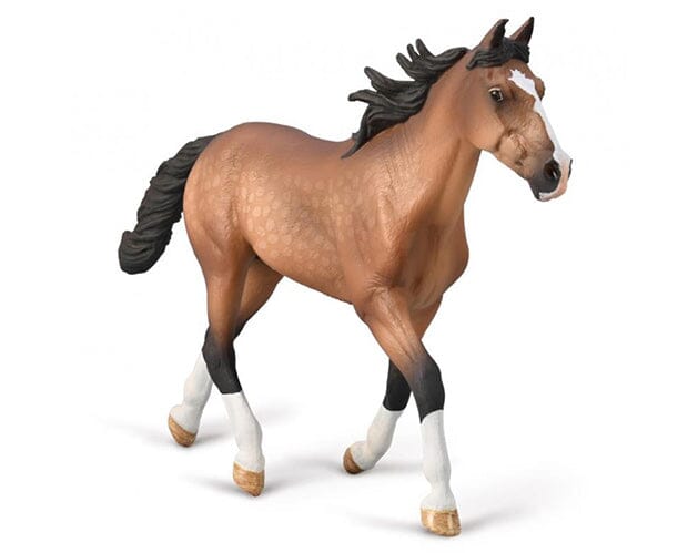 Standardbred Pacer Stallion - Bay