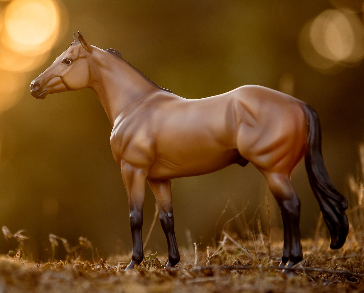 The Ideal Series | Buckskin